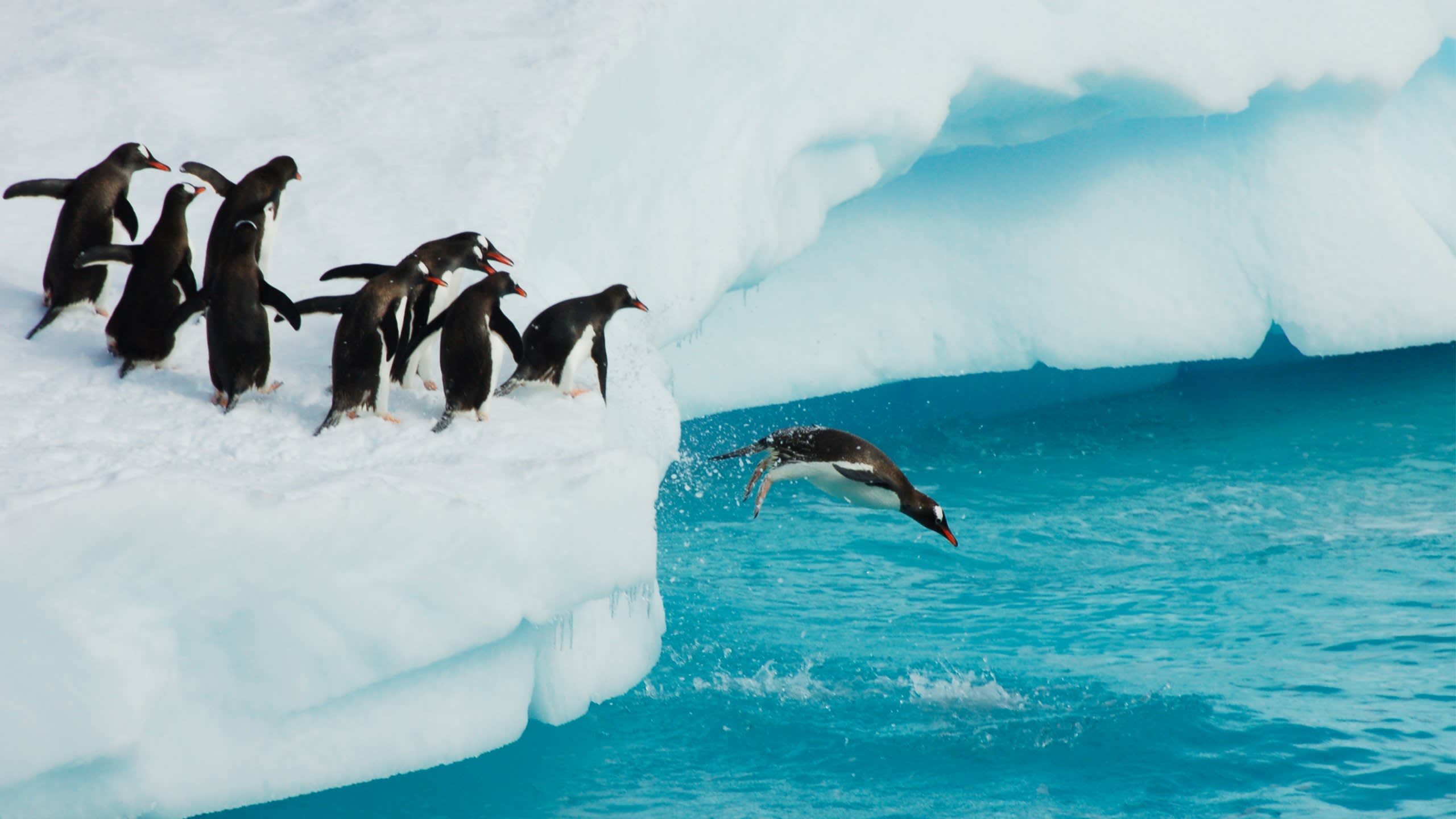 Antarctica
