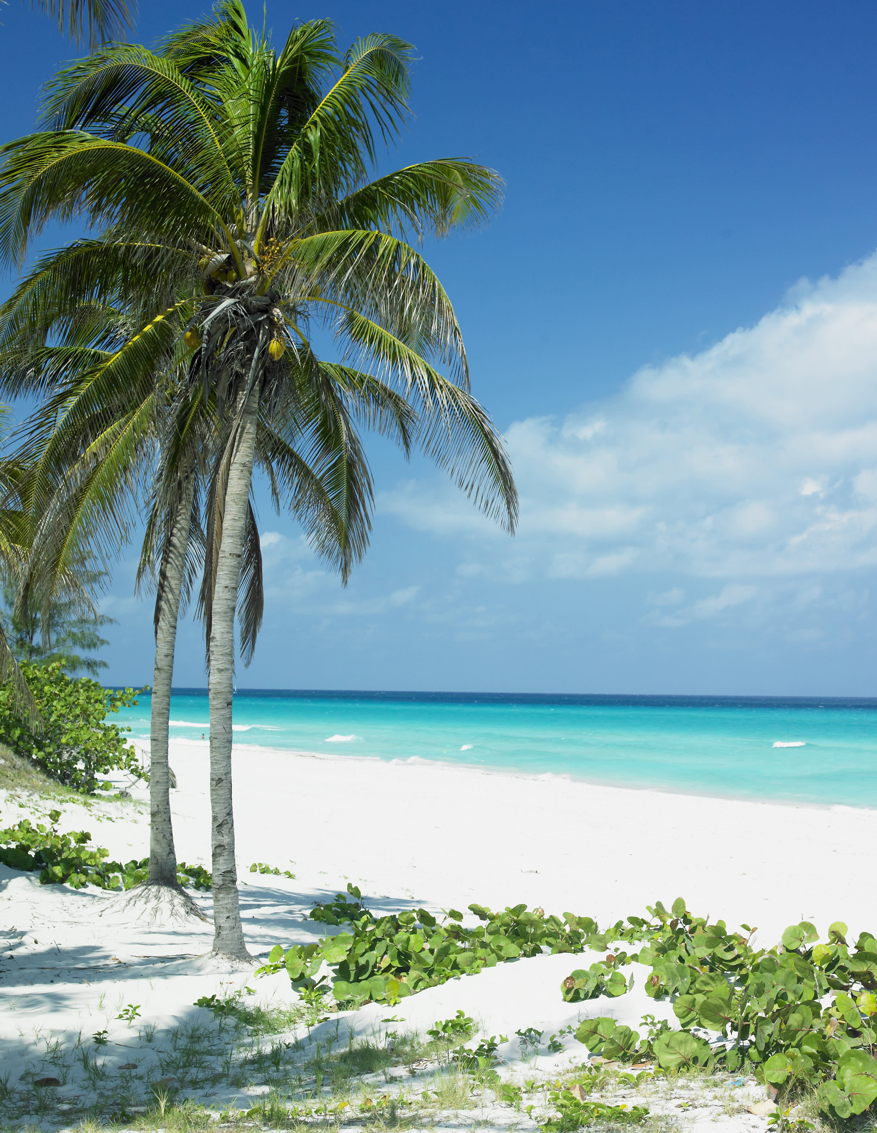 Caribbean
