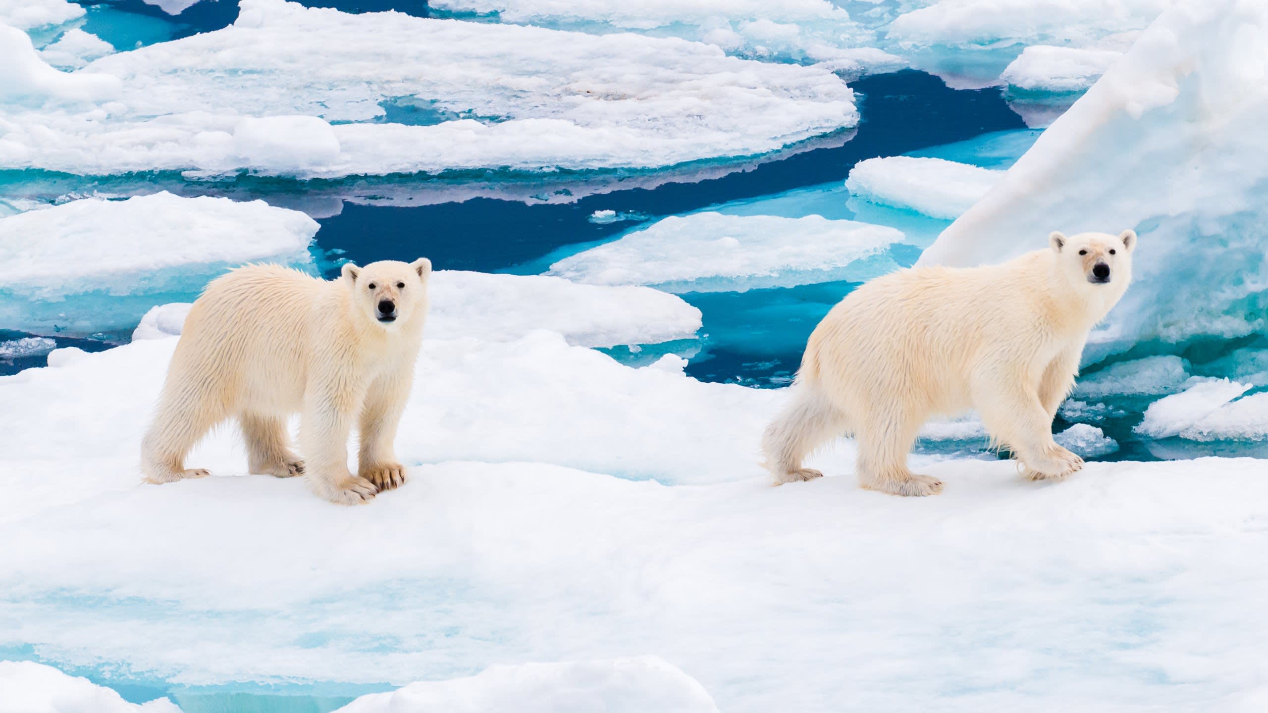  Polar Encounters 