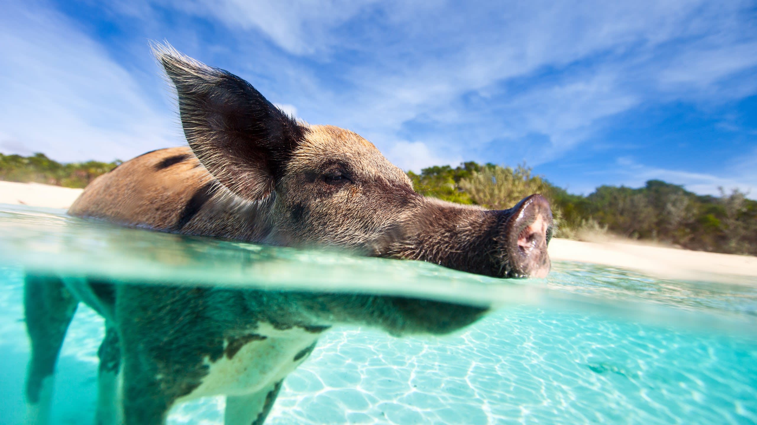 Pig Beach