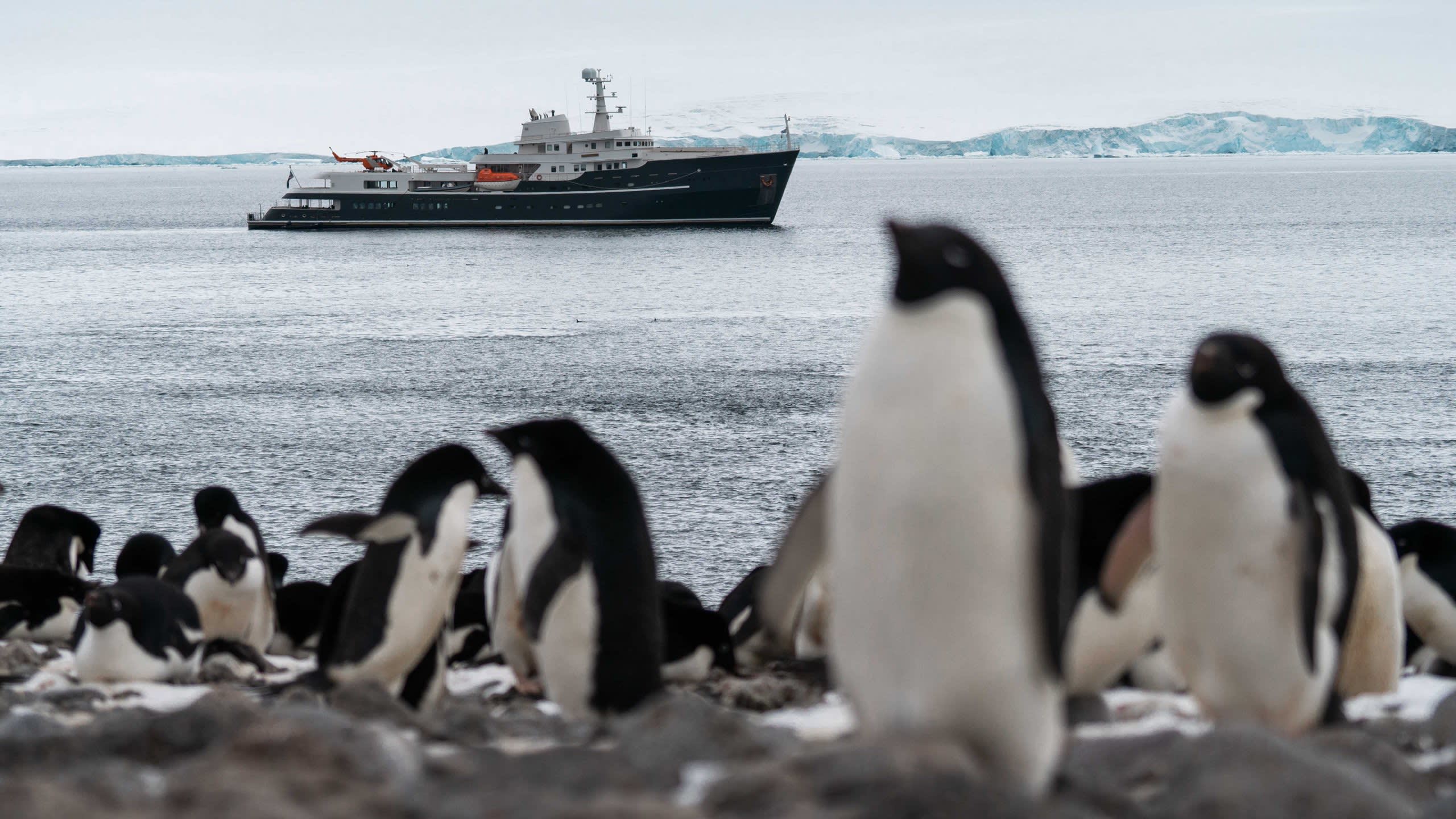 Penguins