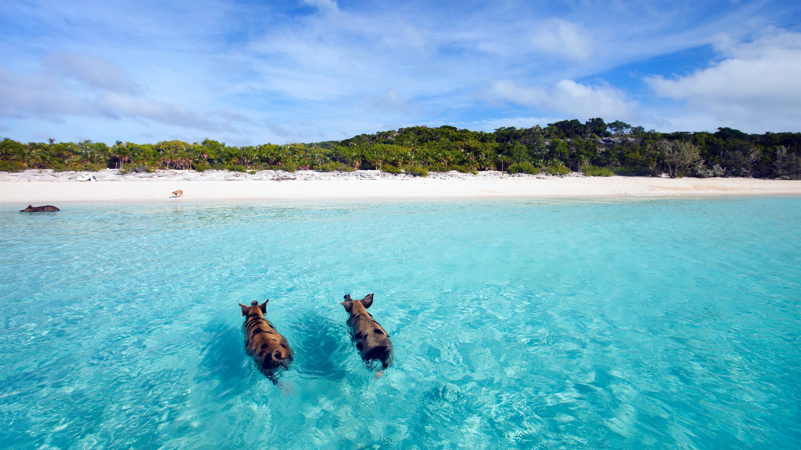 The Bahamas